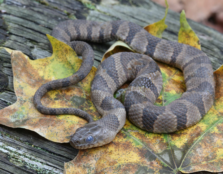 Midland Water Snake